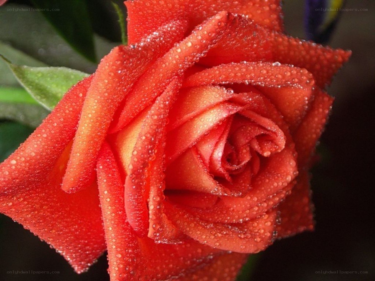 Red rose with dew drops