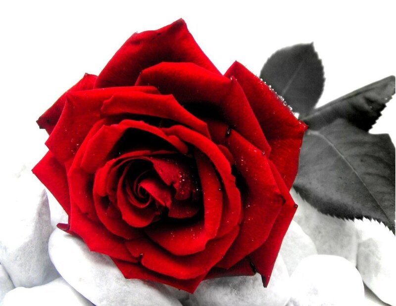 Red rose with dew drops