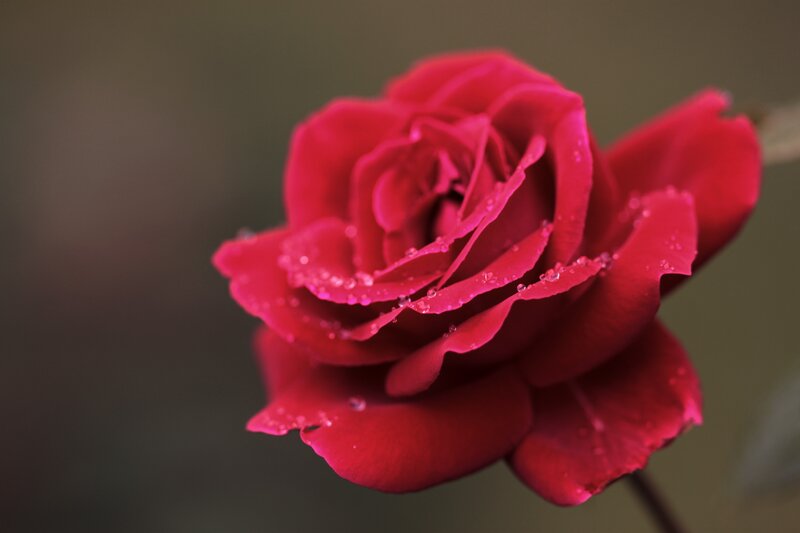 Red rose with dew drops
