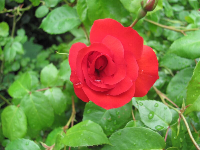 Red rose with dew drops
