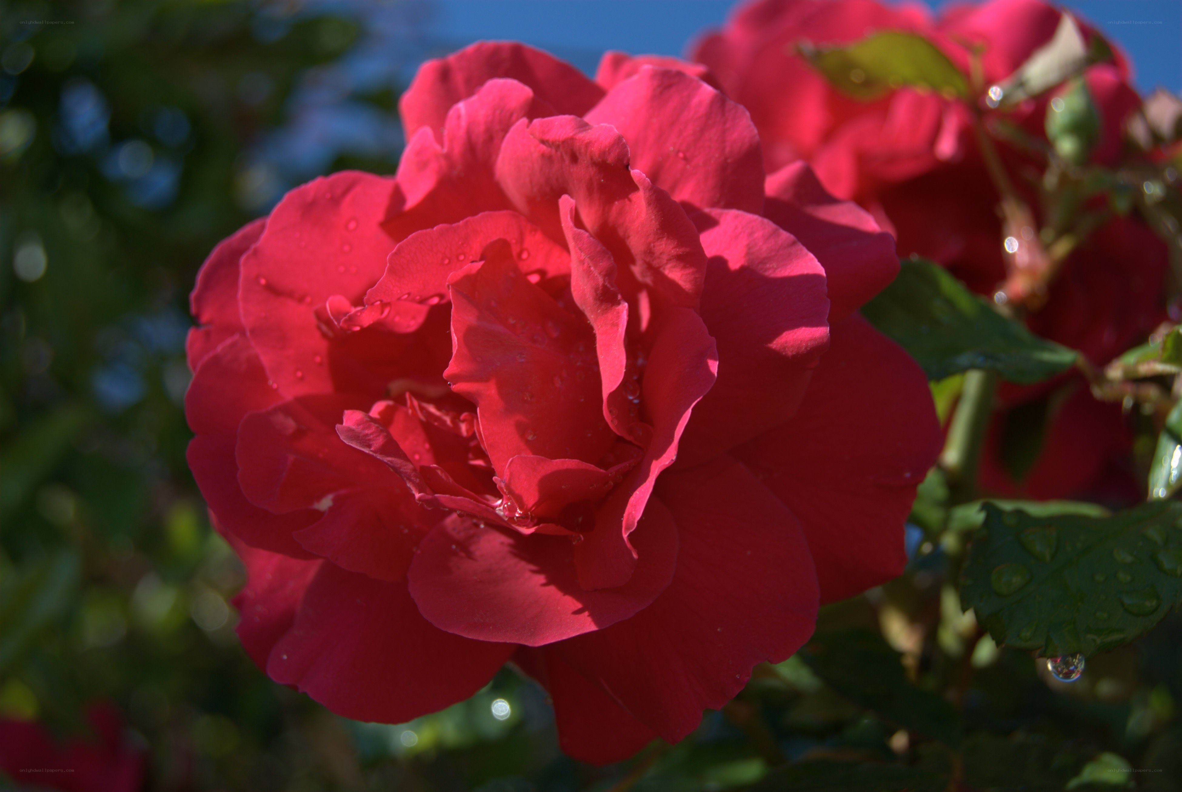 Red rose with dew drops