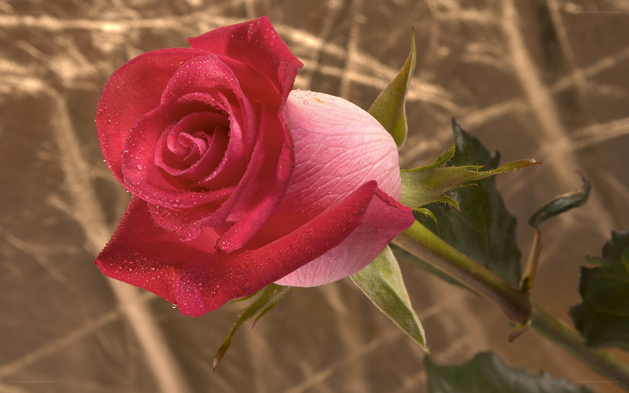 Red rose with dew drops
