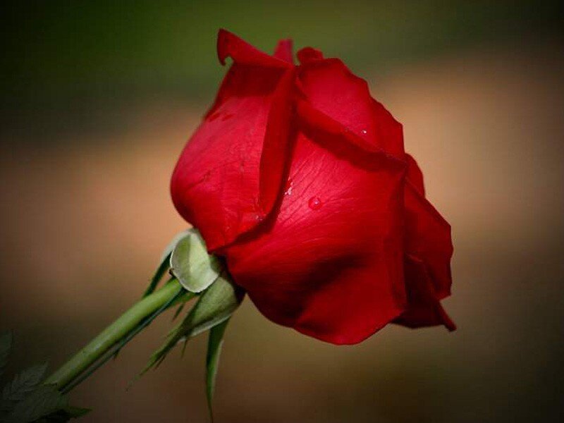 red rose with dew drops