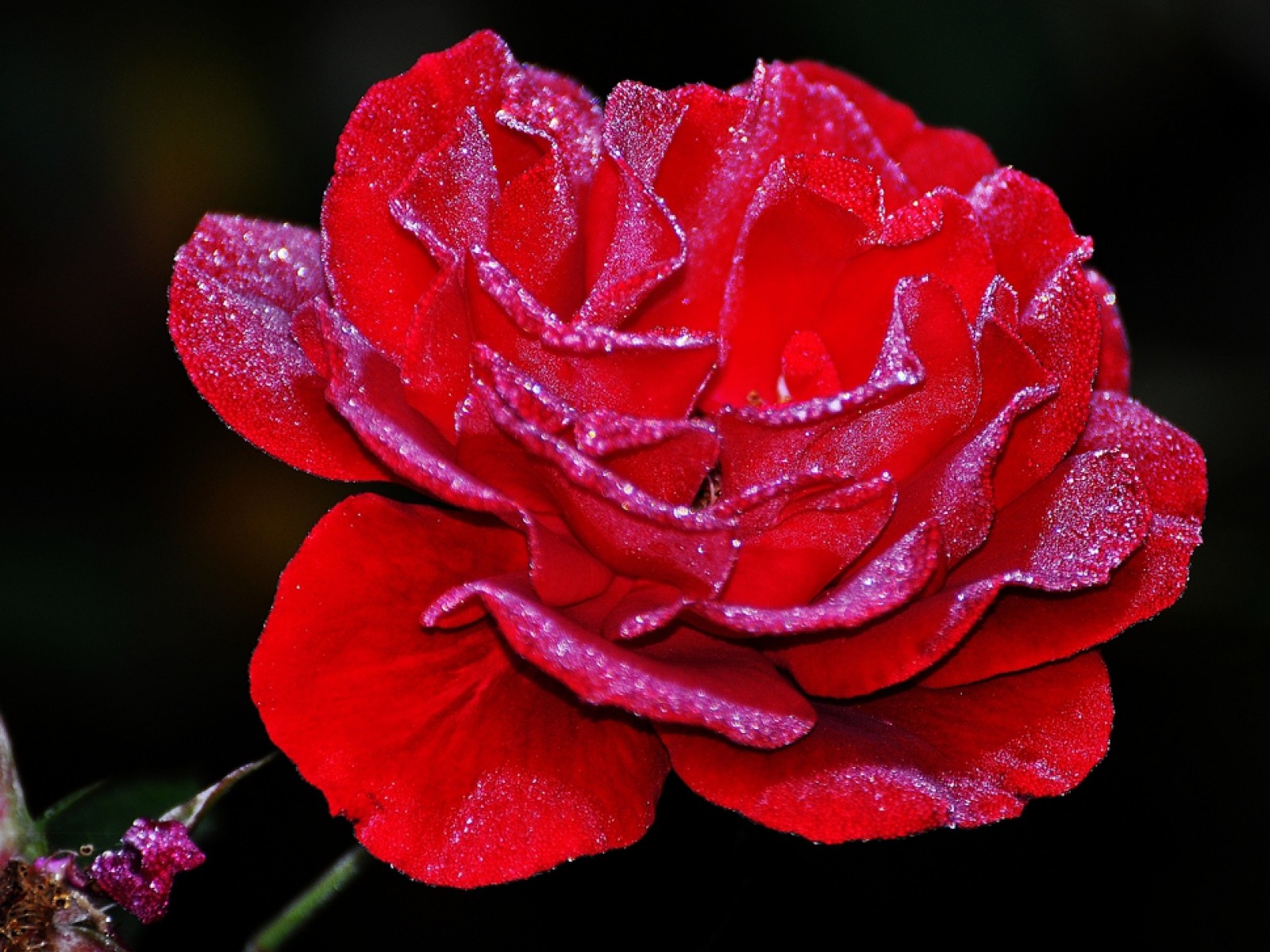 Red rose with dew drops