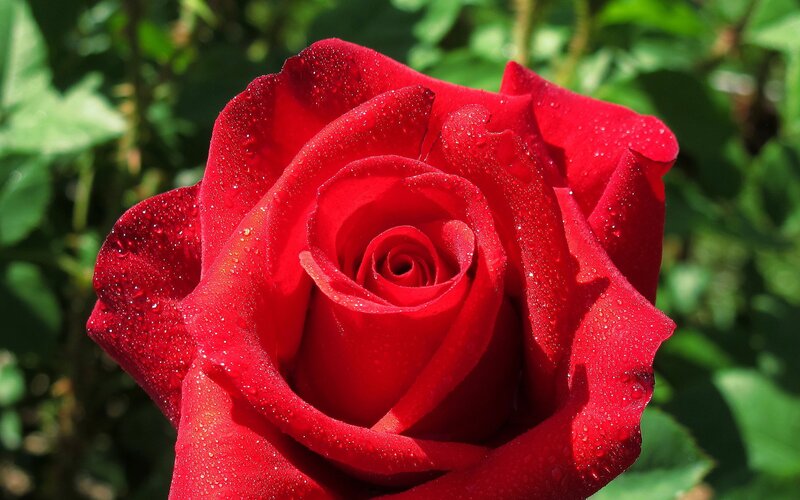 Red rose with dew drops