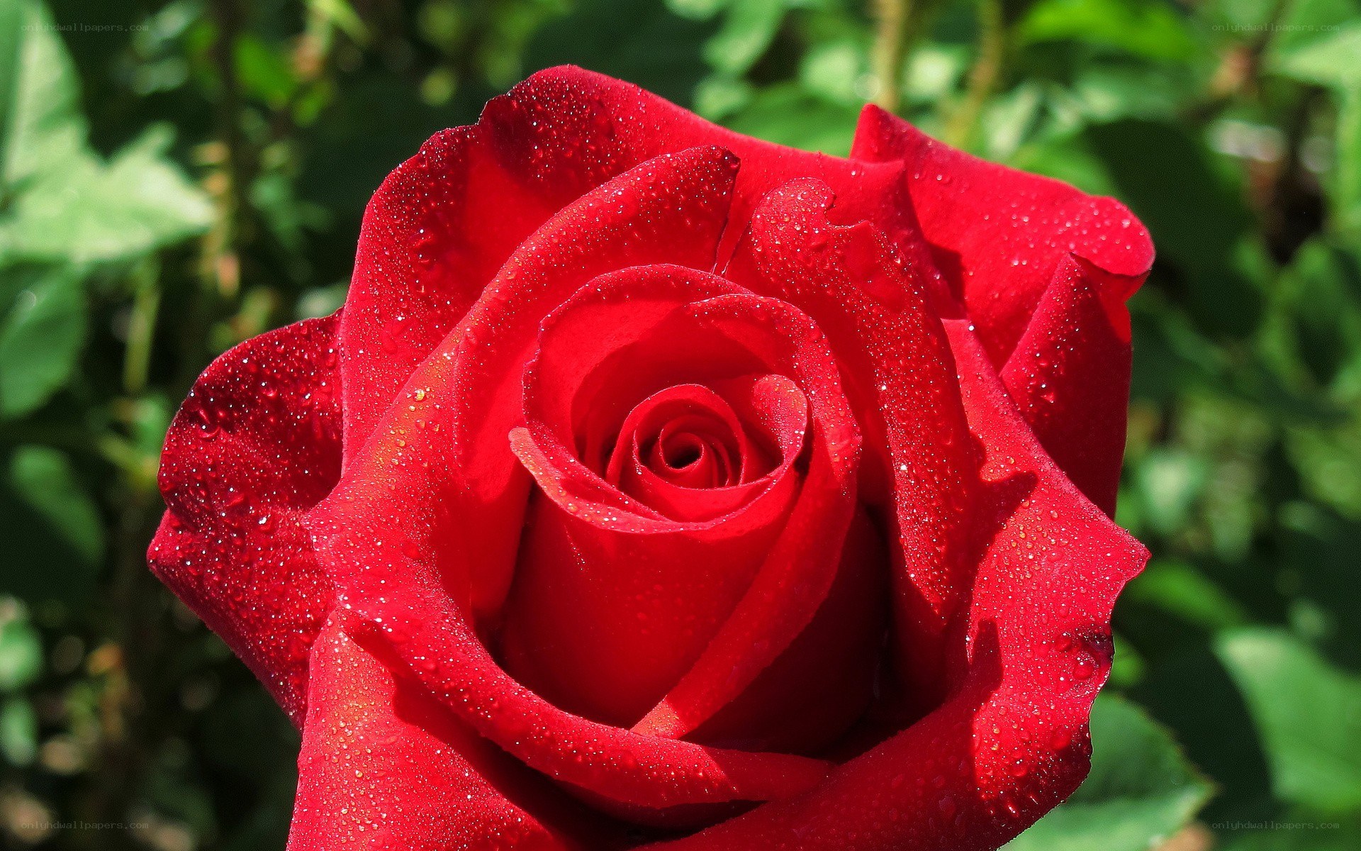 Red rose with dew drops