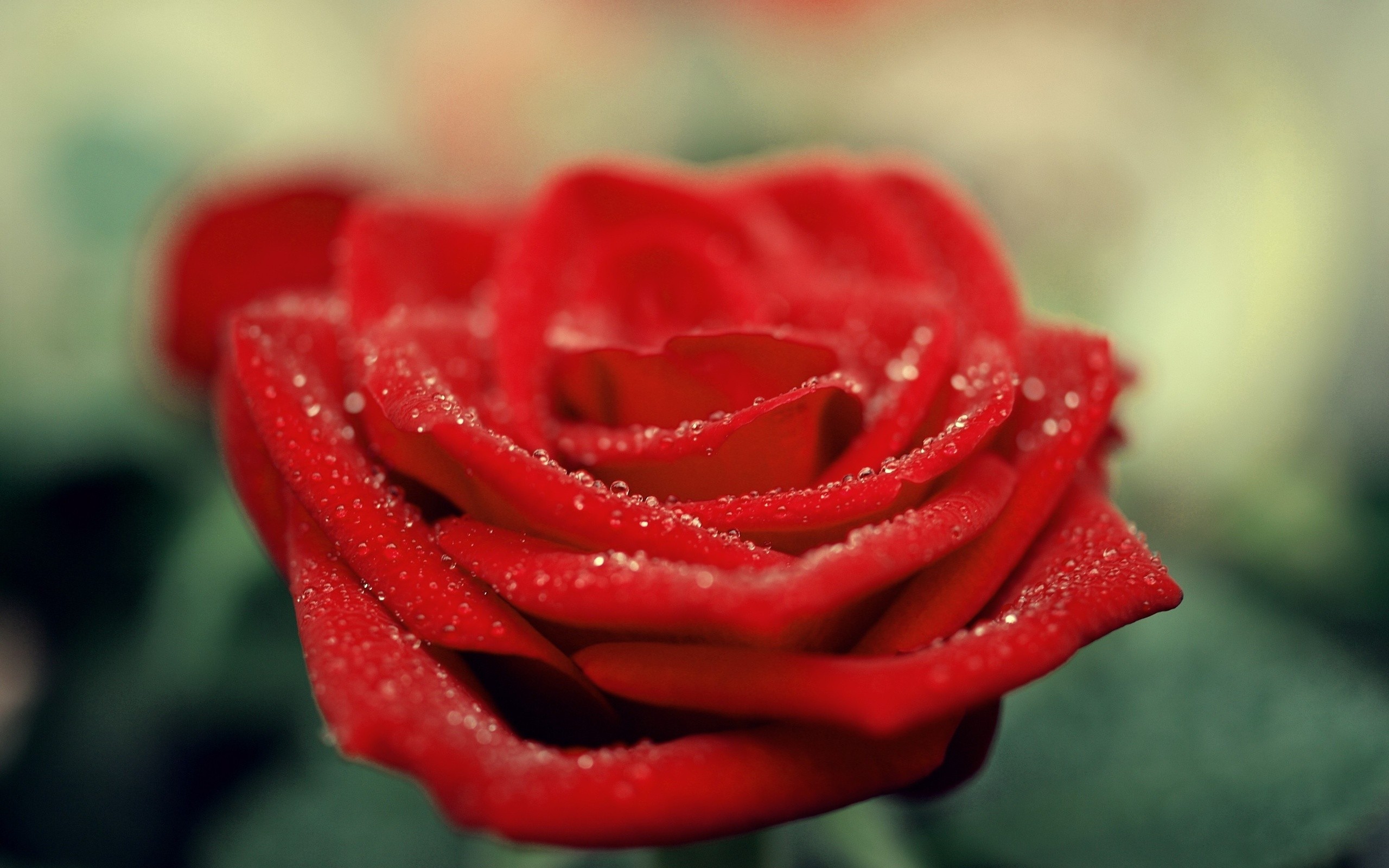 red rose with dew drops