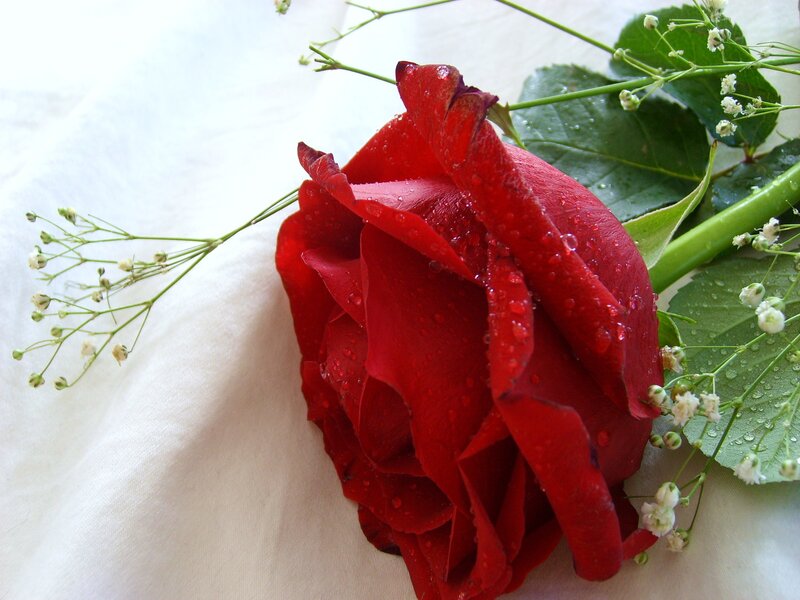 Red rose with dew drops