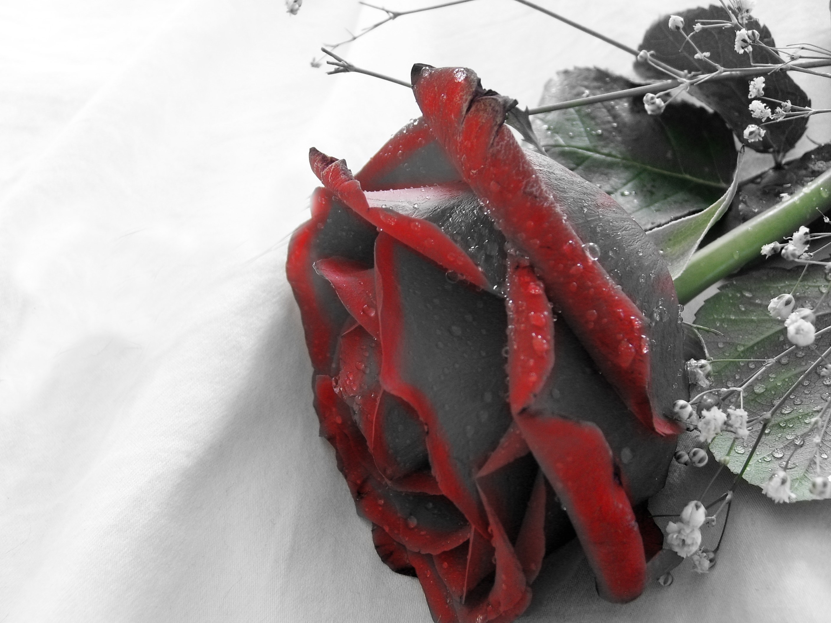 red rose with dew drops