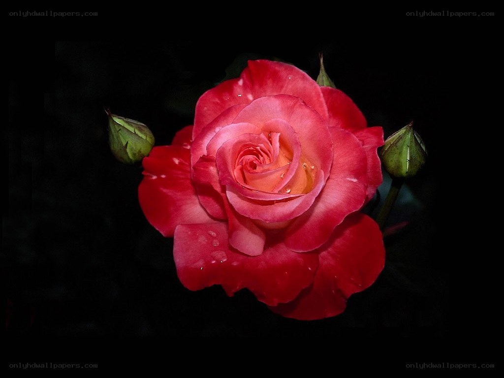 Red rose with dew drops