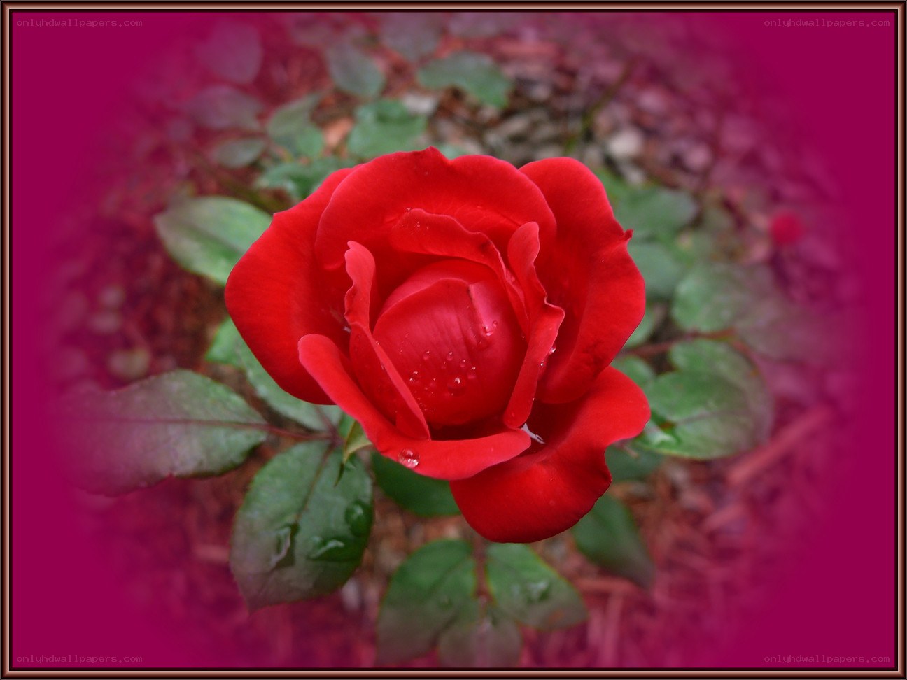Red rose with dew drops