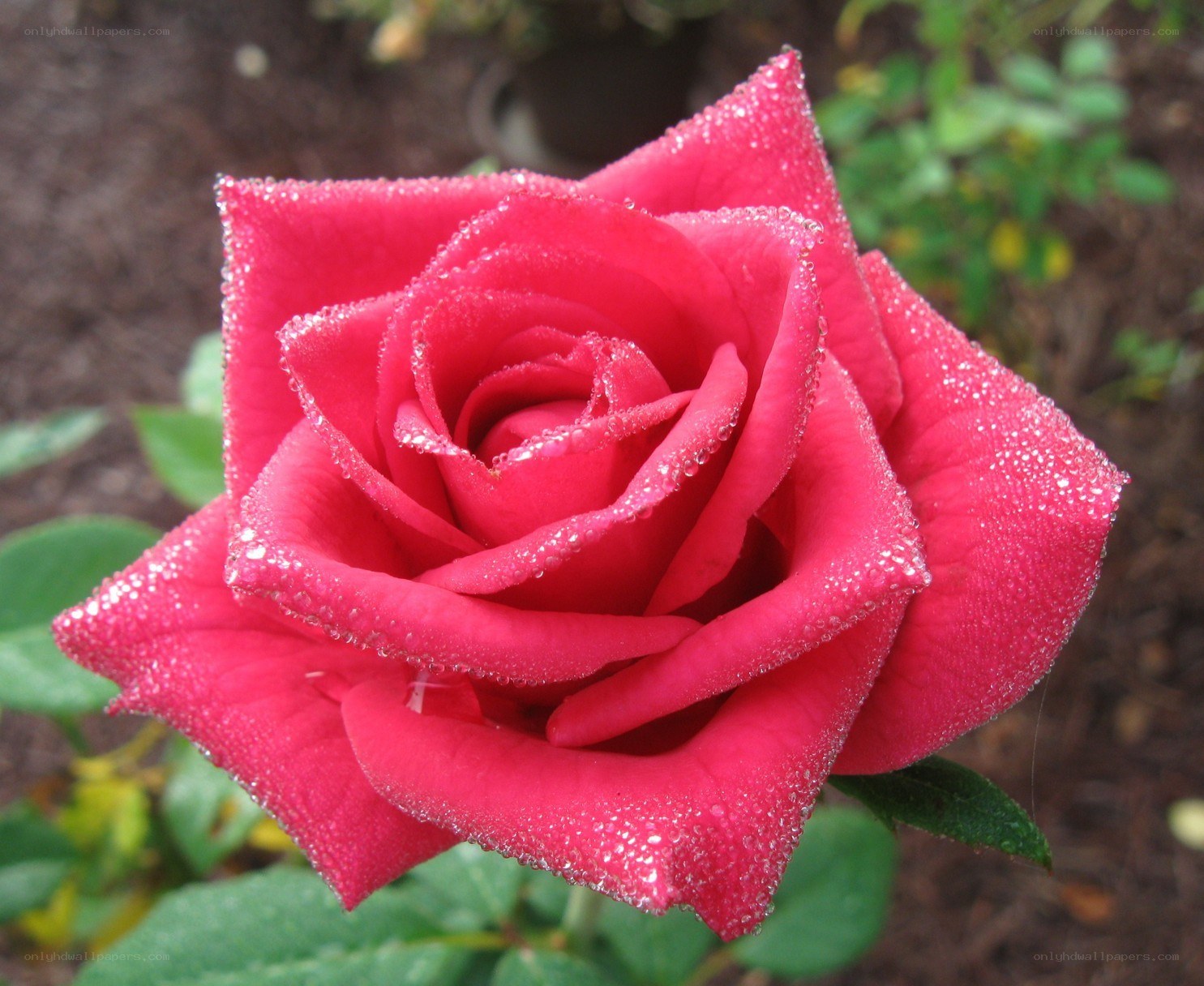 Red rose with dew drops