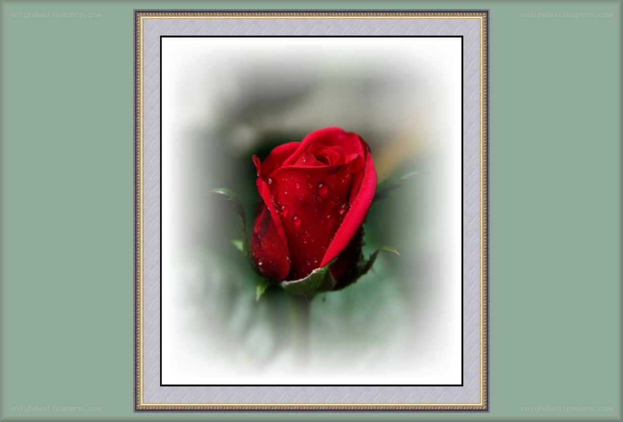 Red rose with dew drops