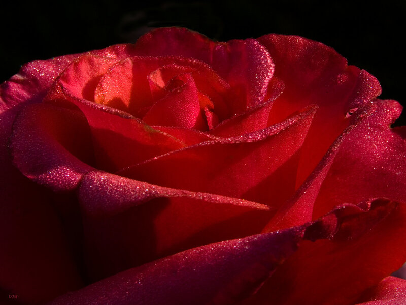 Red rose with dew drops