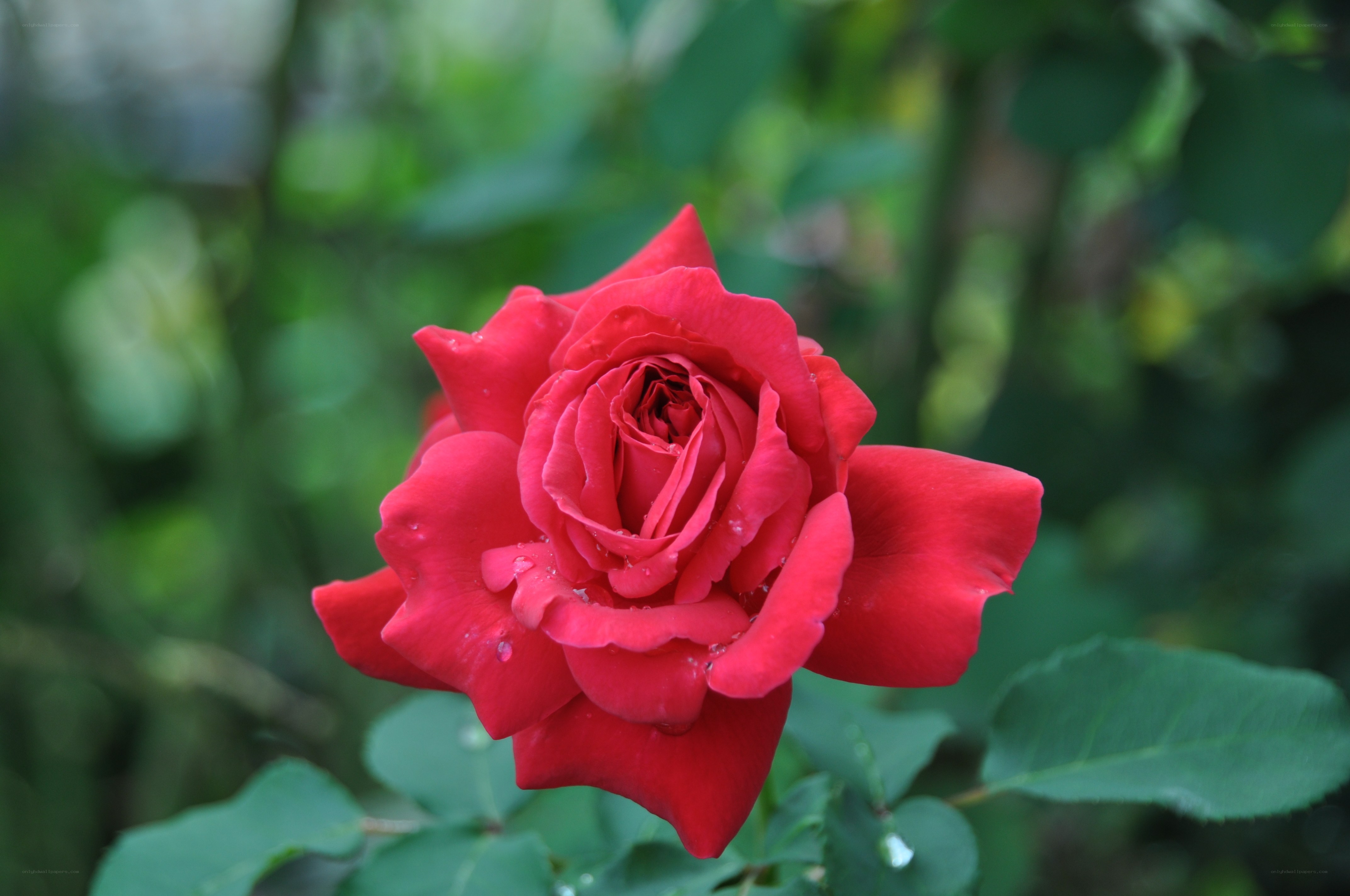Red rose with dew drops