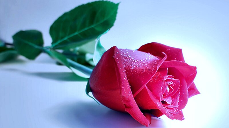 Red rose with dew drops