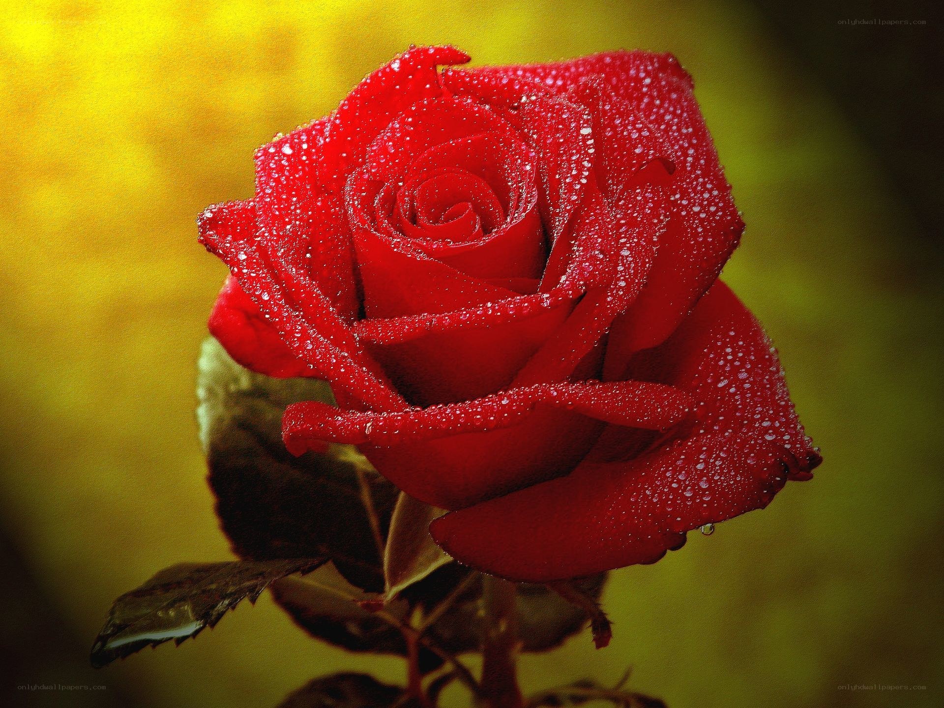 Red rose with dew drops