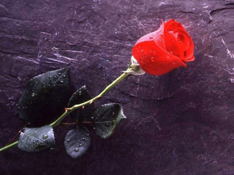 Red rose with dew drops