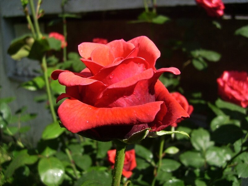 Red rose with dew drops