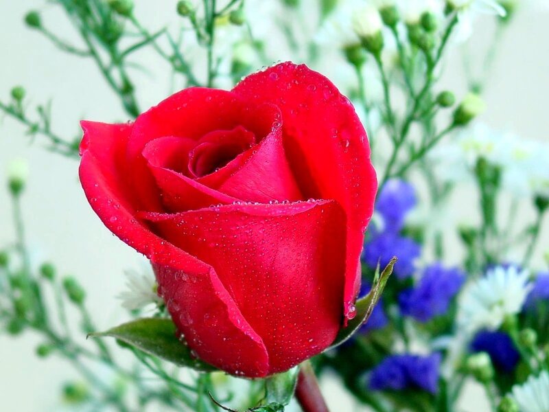 Red rose with dew drops
