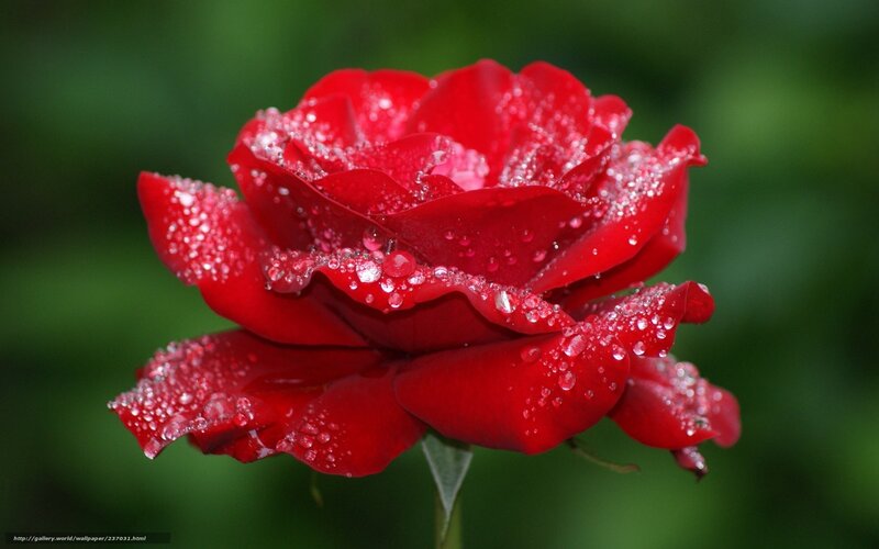 Red rose with dew drops