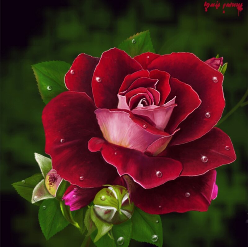 Red Rose with Dew Drops — Serene, Digital Art
