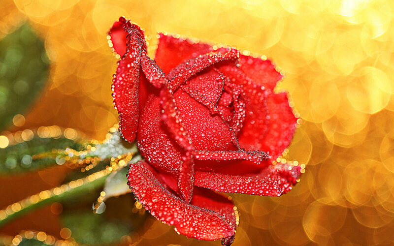 Red Rose with Dew Drops — Serene, Photograph