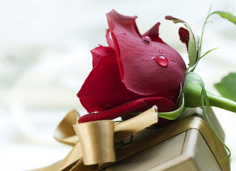 Red Rose with Dew Drops — Serene