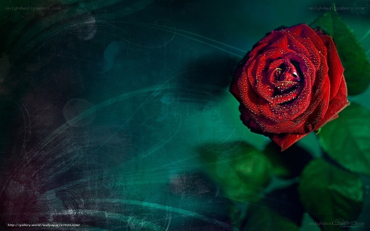 Red rose with dew drops