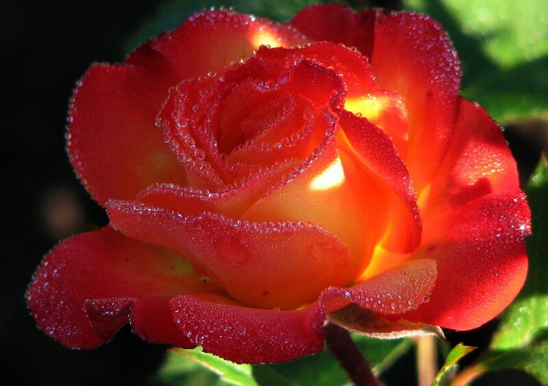 Red Rose with Dew — Natural, Morning