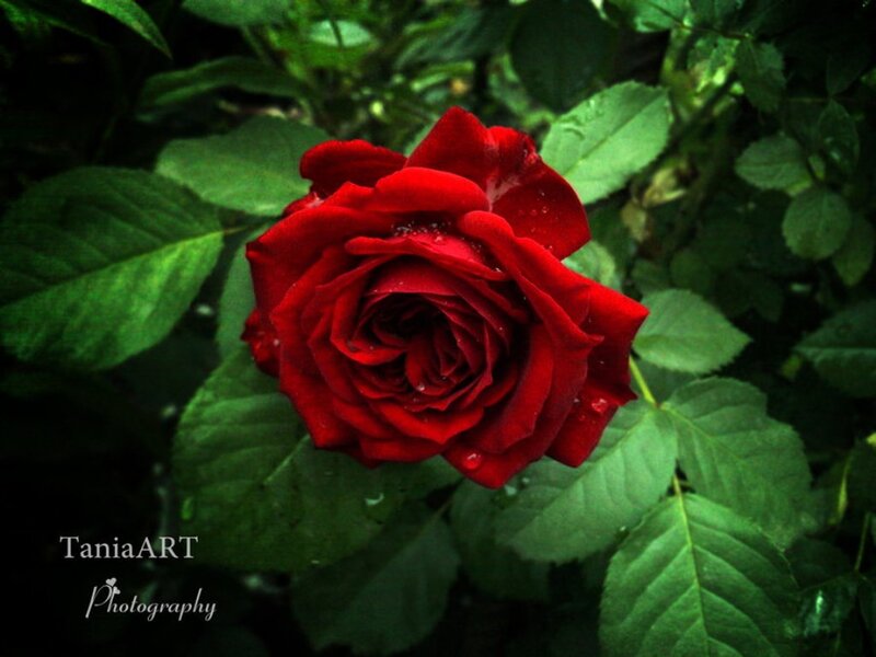 Red Rose with Dew — Natural, Photograph
