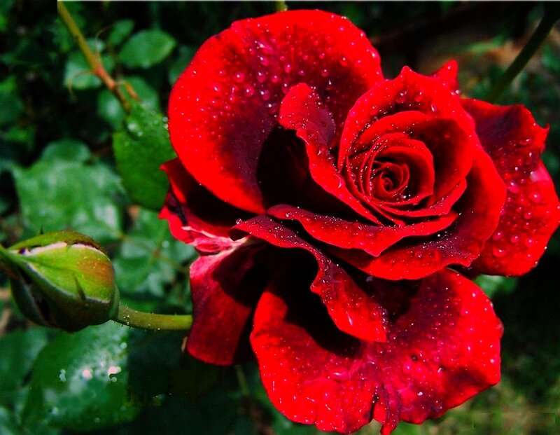 Red Rose with Dew — Natural