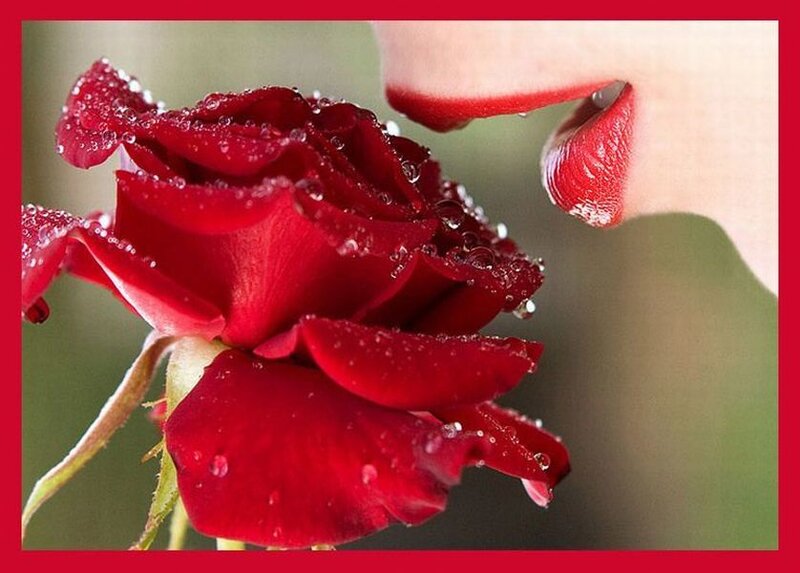 Red Rose with Dew — Romantic, Morning