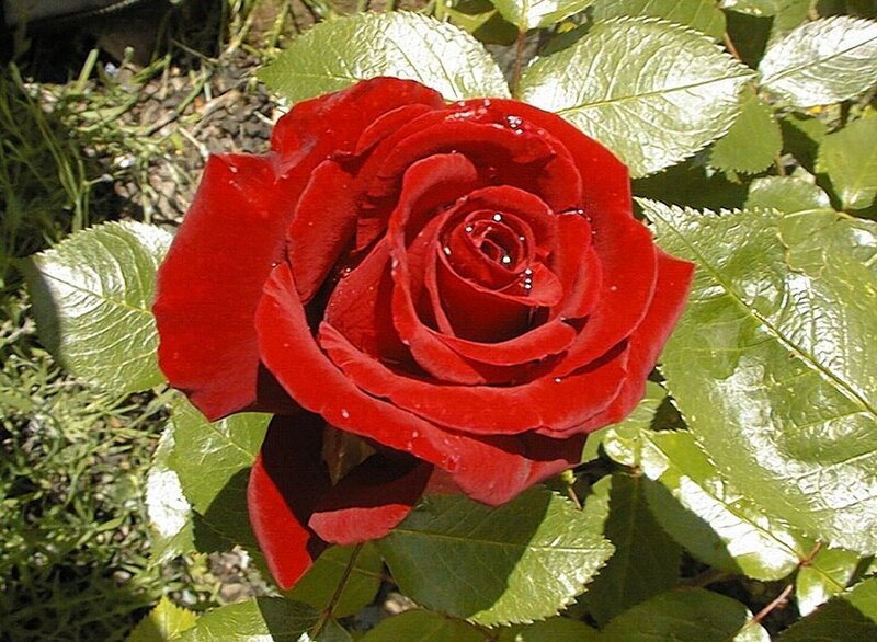 Red Rose with Dew — Serene, Afternoon