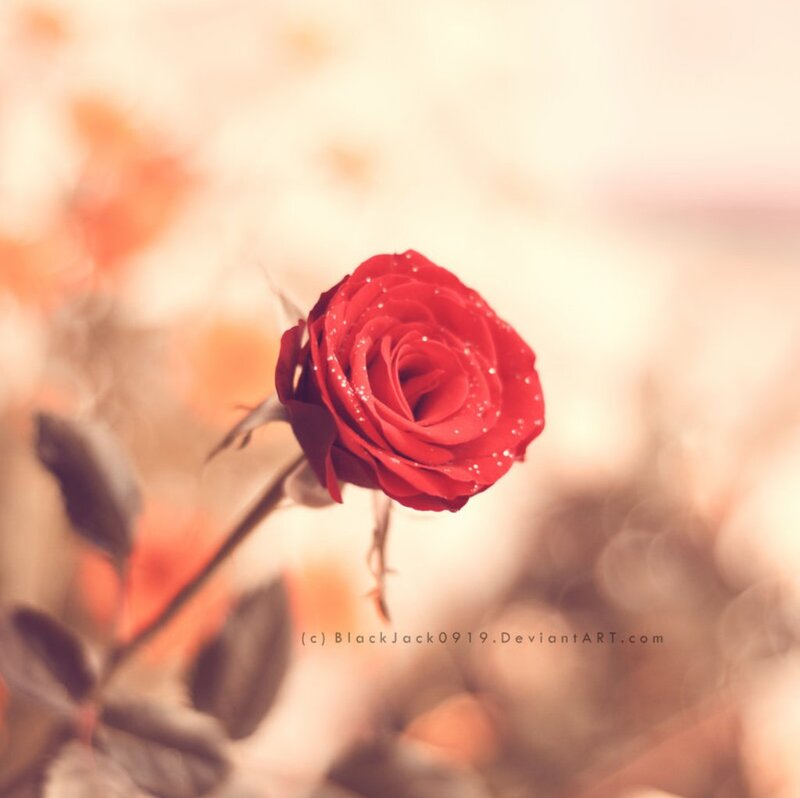 Red Rose with Dew — Serene, Autumn