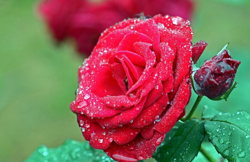 Red Rose with Dew — Serene, Morning, Photograph, Bud, Leaf
