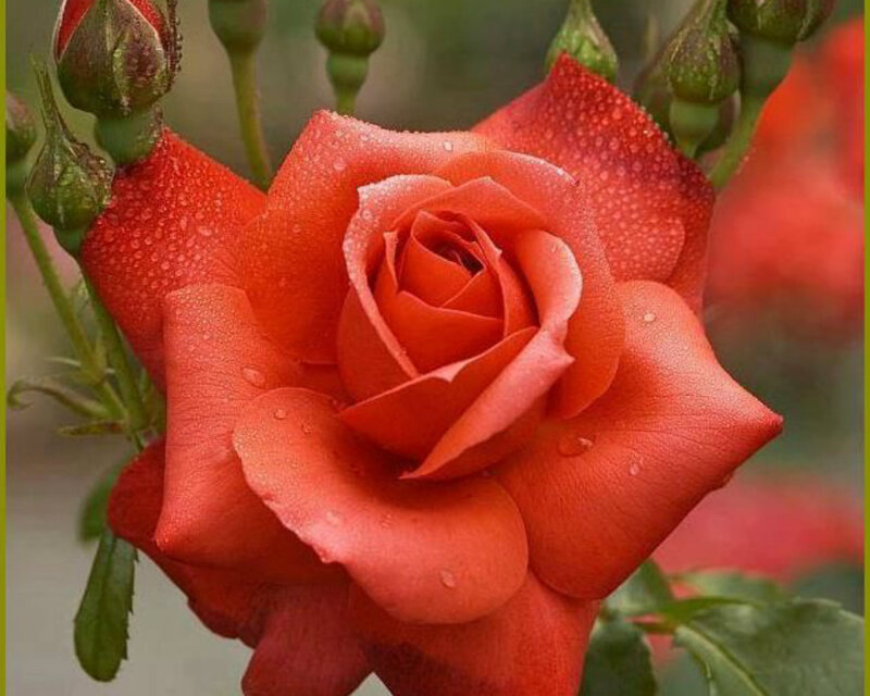 Red Rose with Dew — Serene, Morning, Photograph, Buds, Leaves