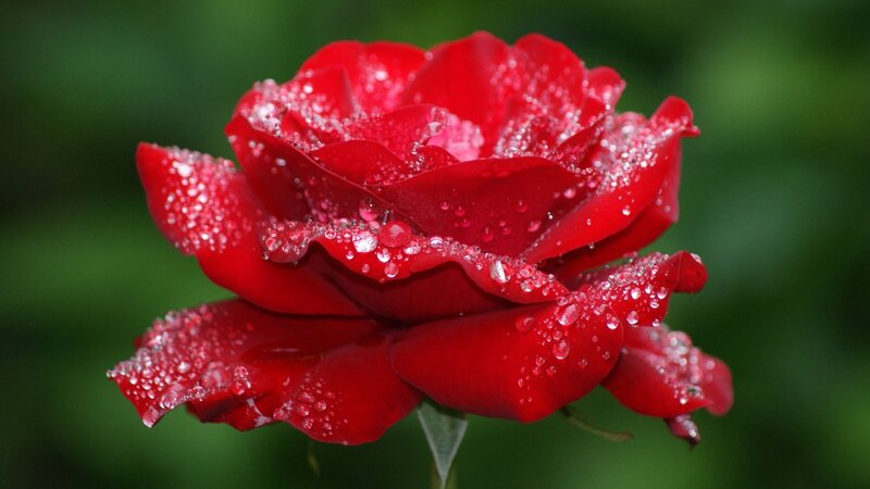 Red Rose with Dew — Serene, Morning, Photograph, Dew Drops, Green Background