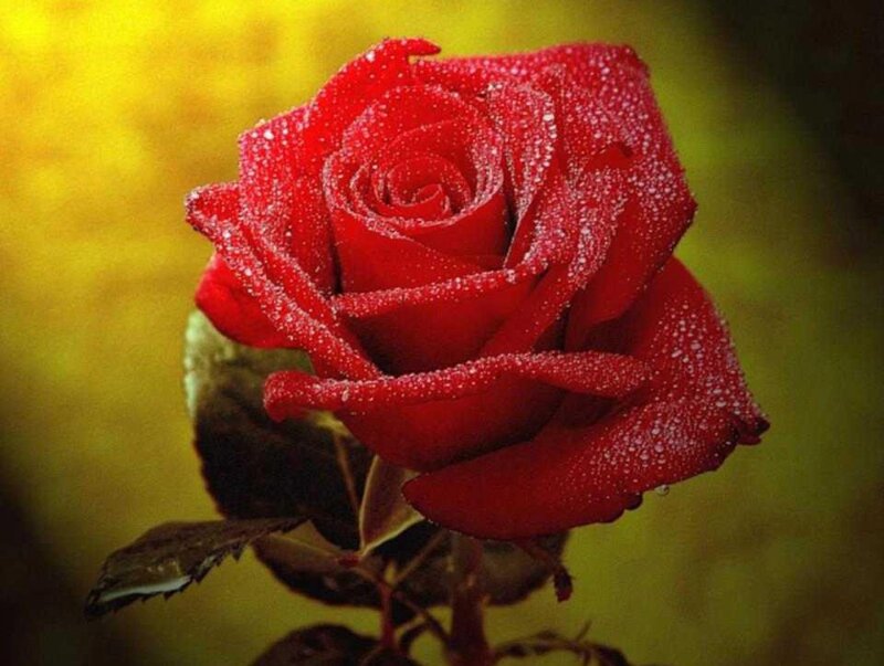 Red Rose with Dew — Serene, Morning, Photograph, Dew Drops, Leaf