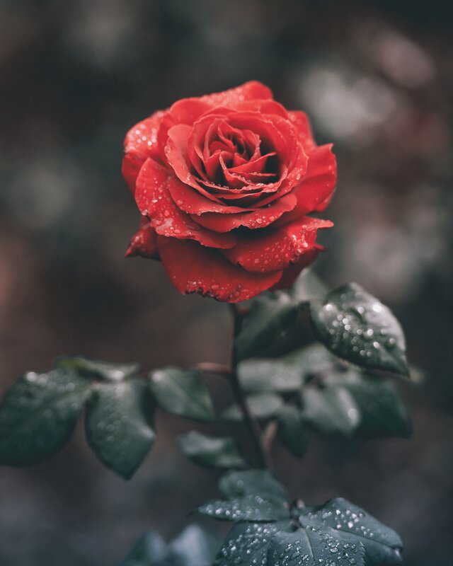 Red Rose with Dew — Serene, Morning, Photograph, Dew Drops, Leaves