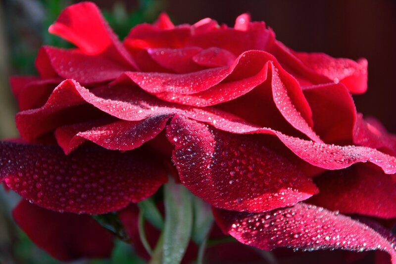Red Rose with Dew — Serene, Morning, Photograph, Dew Drops, Petals, Stem