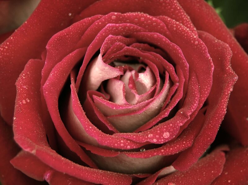 Red Rose with Dew — Serene, Morning, Photograph, Dew Drops, Petals