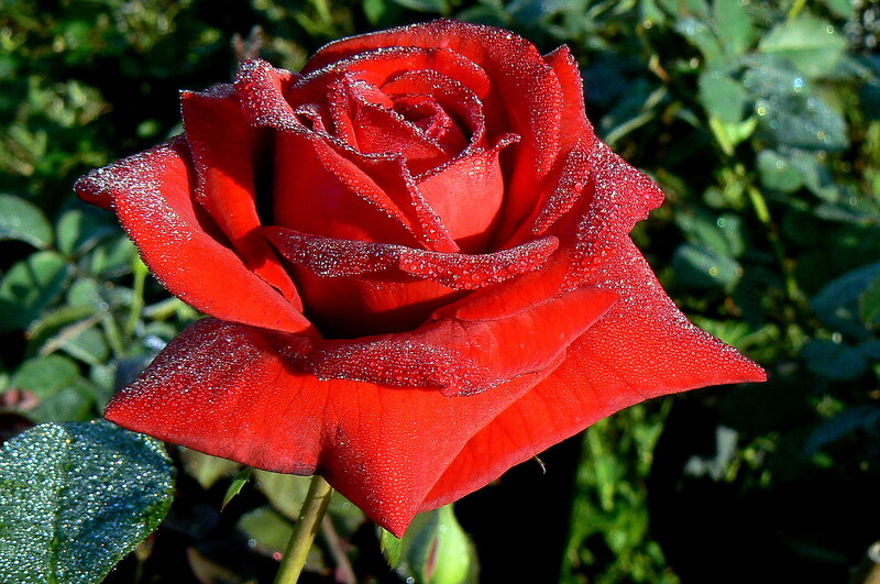 Red Rose with Dew — Serene, Morning, Photograph, Leaf, Greenery