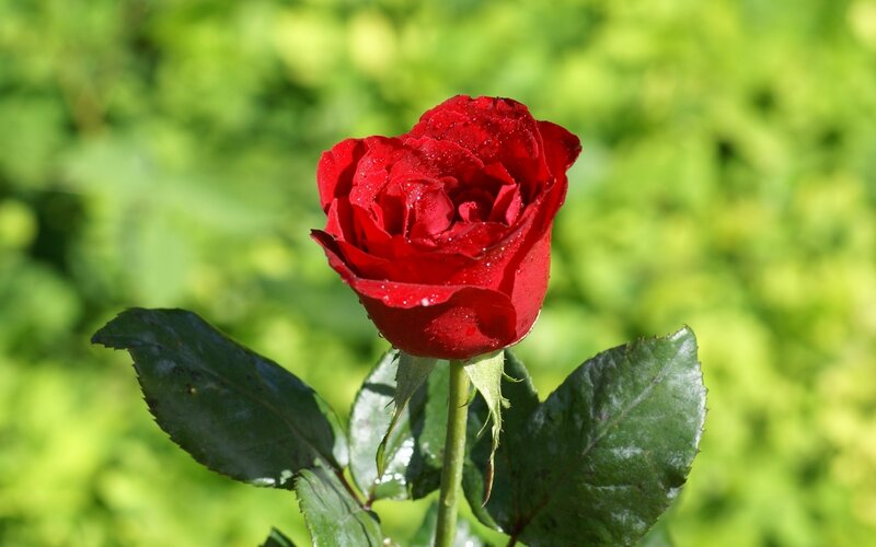 Red Rose with Dew — Serene, Morning, Photograph, Leaf, Stem