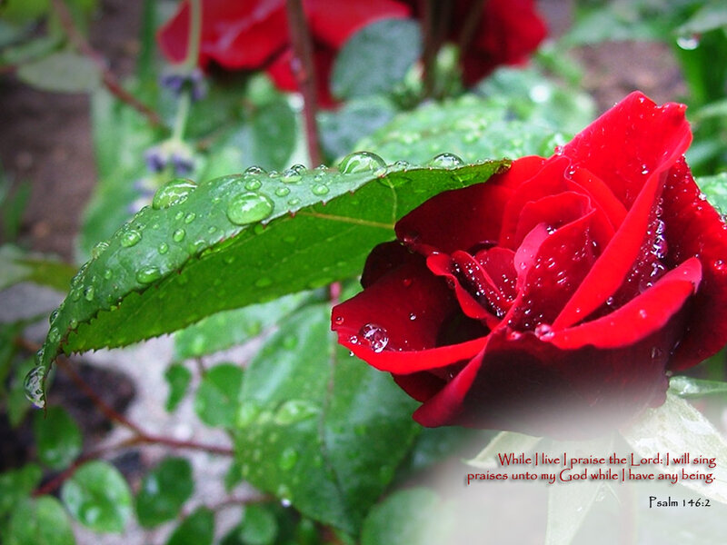 Red Rose with Dew — Serene, Morning, Photograph, Leaf