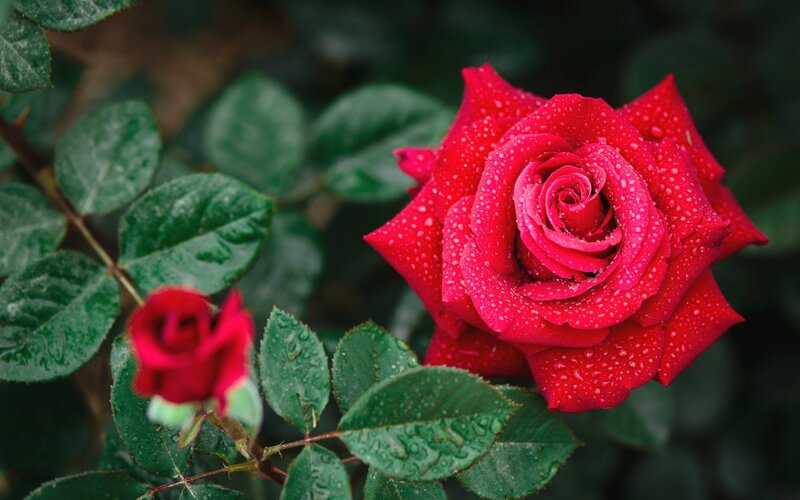 Red Rose with Dew — Serene, Morning, Photograph, Leaves, Bud