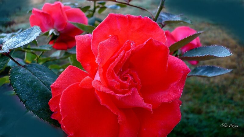 Red Rose with Dew — Serene, Morning, Photograph, Leaves, Bush