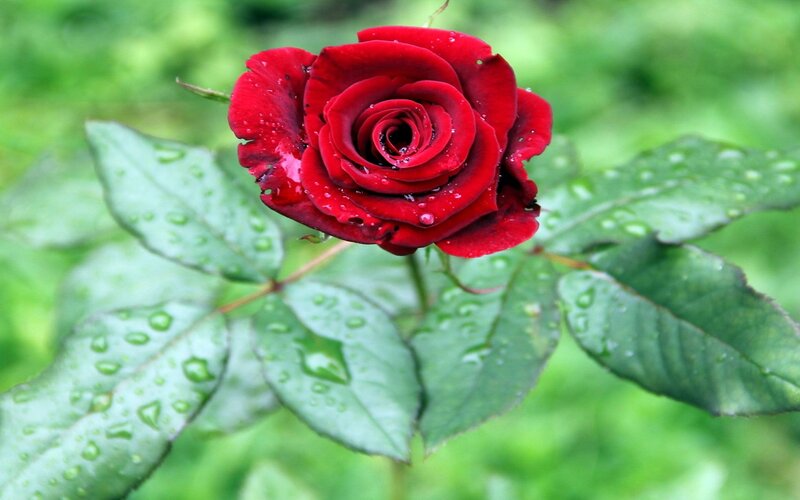 Red Rose with Dew — Serene, Morning, Photograph, Leaves, Dew Drops