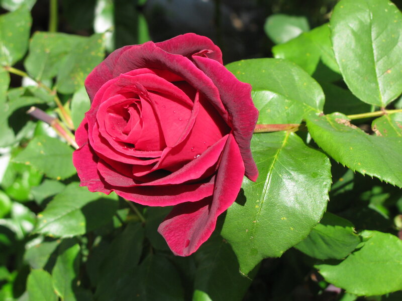 Red Rose with Dew — Serene, Morning, Photograph, Leaves, Green