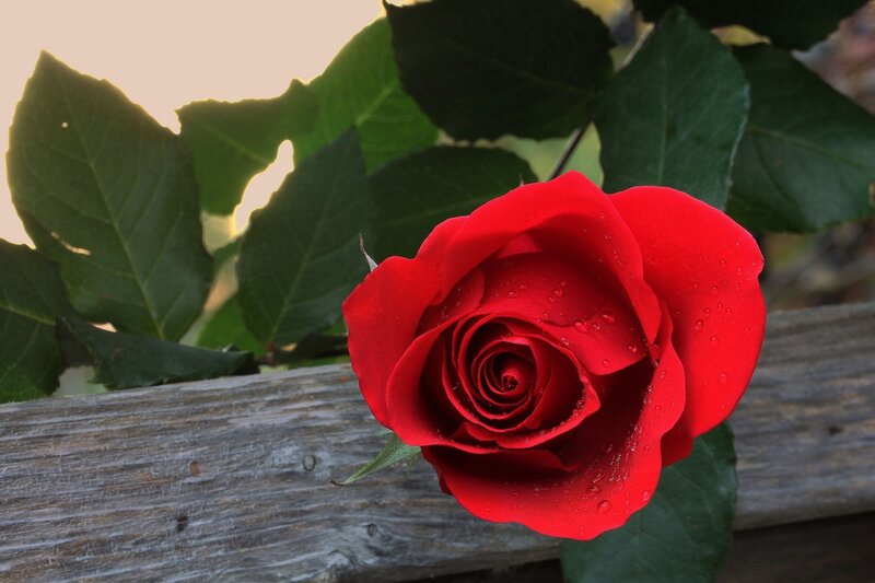 Red Rose with Dew — Serene, Morning, Photograph, Leaves, Wooden Surface